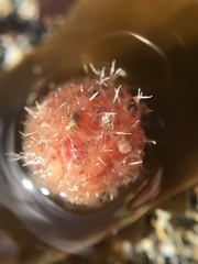 Boltenia echinata