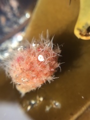 Boltenia echinata