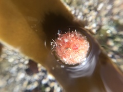 Boltenia echinata