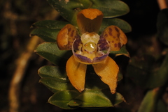 Dichaea muricatoides