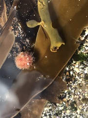 Boltenia echinata