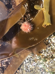 Boltenia echinata