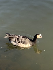 Branta leucopsis