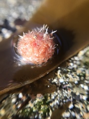 Boltenia echinata