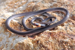 Enulius flavitorques