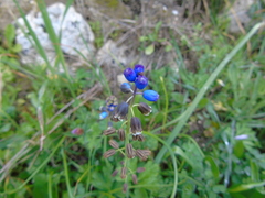 Bellevalia dubia boissieri