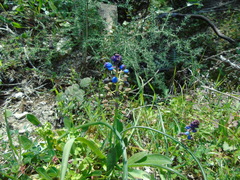 Bellevalia dubia boissieri