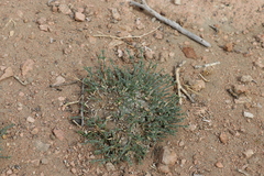 Anabasis brevifolia