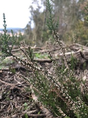 Ericeae