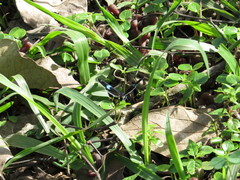 Diaethria eluina