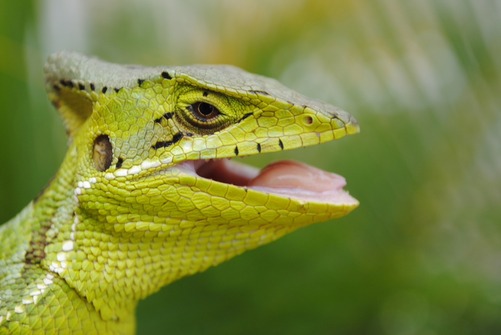 Julio's Casquehead Iguana