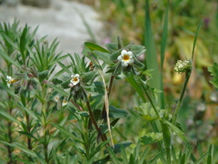 Alkanna corcyrensis