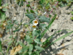 Alkanna corcyrensis