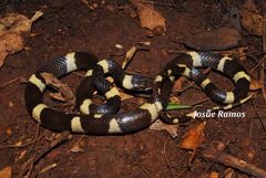 Leptodeira nigrofasciata