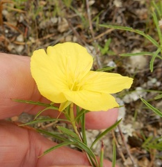Oenothera berlandieri