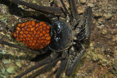 Paraphrynus emaciatus