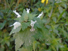 Lamium bifidum