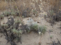 Pseudognaphalium leucocephalum