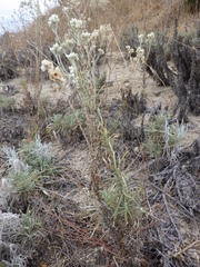 Pseudognaphalium leucocephalum