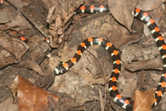 Scolecophis atrocinctus