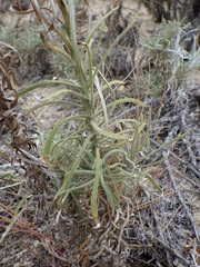 Pseudognaphalium leucocephalum