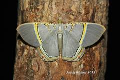 Phrygionis privignaria