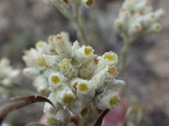 Pseudognaphalium leucocephalum