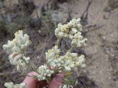 Pseudognaphalium leucocephalum