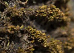 Nyholmiella obtusifolia