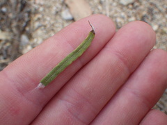 Pseudognaphalium leucocephalum