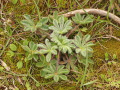 Lupinus micranthus