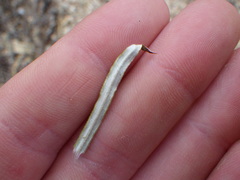 Pseudognaphalium leucocephalum