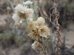 Pseudognaphalium leucocephalum