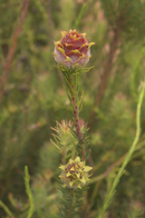 Leucadendron laxum