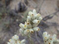 Pseudognaphalium leucocephalum