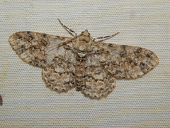 Ascotis reciprocaria