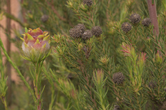 Leucadendron laxum