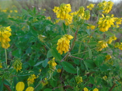 Trigonella corniculata