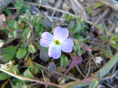 Malcolmia