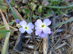 Malcolmia