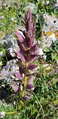 Acanthus syriacus