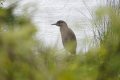 Nycticorax nycticorax obscurus
