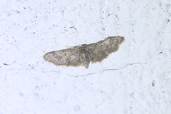 Idaea furciferata
