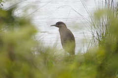 Nycticorax nycticorax obscurus