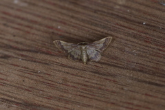 Idaea furciferata