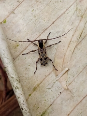 Colobothea macularis