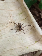 Colobothea macularis