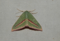 Chlorerythra rubriplaga