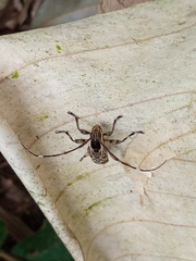 Colobothea macularis