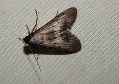 Audea bipunctata